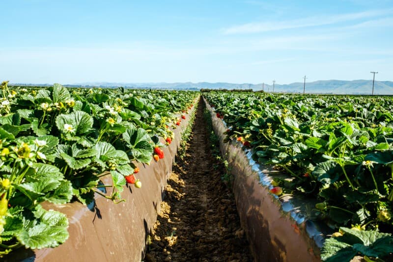 Fresh Agricultural Products